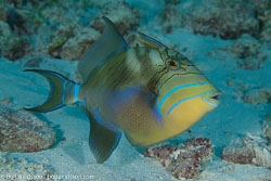 BD-101213-Playa-del-Carmen-3145-Balistes-vetula.-Linnaeus.-1758-[Queen-triggerfish].jpg
